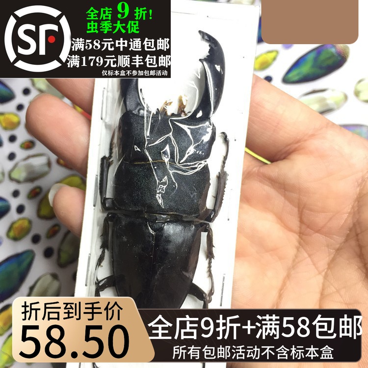 Sulawesi Giant Flat Shovel Type Insect Butterfly Gitin Craftsmanship Gift Pendulum Decoration Material Bots Collection Of Shovels Chia Art Design