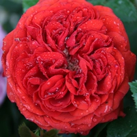 Аромат красного дракона [1,2-1,5 метра больших саженцев]