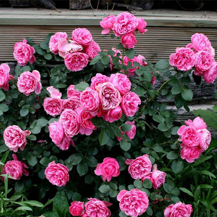 Large Flower Thick Fragrance Moon Season Pink Davensi Climbing Vine plant Four Seasons Potted flowers Green Planted Flowering Courtyard Ground