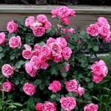 Dahua сильные благовония розовая розовая дарина для скалолаза.