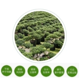 Пищевая мешка для питания пакета питания питания чашка численное растение растение Плохое Полинальное Полиноты Цветочные горшок