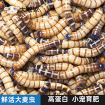 Floral sage hamster hamster Luding chicken grain snacks Barley Worm Bread Bugs Live Hedgehog Fish Turtle body feed