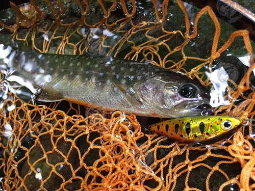 Япония Zipbaits Rigge Flat 50S Погружение в Mino 5,3 г микро-мино-потоковая дорожная приманка