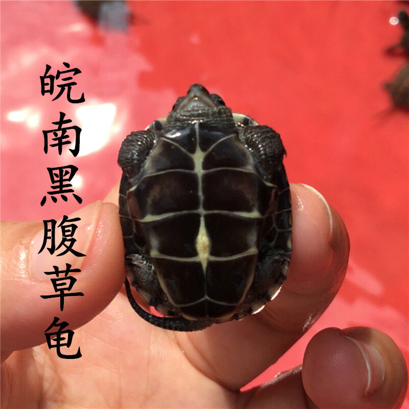 招财长寿国龟镇宅龟:中华草龟26甲28甲金线龟,活物宠物龟的终极选择!-龟-淘宝好物网