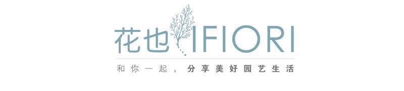 学会做这款水果罐头,仿佛赢得了整个夏天