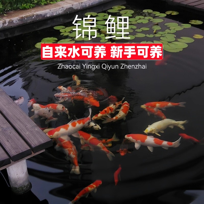 锦鲤水宠馆的LOGO