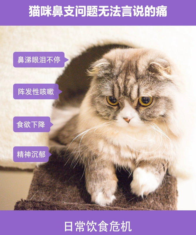 Wei Shi Catamine Cat Nasal Lysine Cat Ammonia Cat Điều hòa hắt hơi Nước mắt Ampoule Ammonia 200 viên P - Cat / Dog Health bổ sung Sữa cho chó lớn