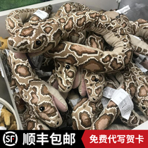 Toy snake emulation doll accompanied by sleeping pranks for the whole people props up for a show of evil and scary as scary as a fake snake animal