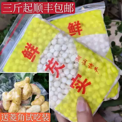 Chaozhou's own planting of Gorgon fresh chicken head Mizzmi 500g new goods owe real special fruit wild non-dry goods