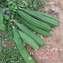 Chaoshans own planting of fresh loofah food melon seasonal vegetables octagonal loofah edges and corners are now picked up 5kg