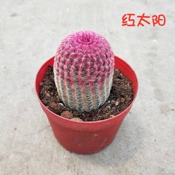 红太阳仙人球实生盆栽室内桌面小绿植开花仙人掌类多肉植物仙人柱