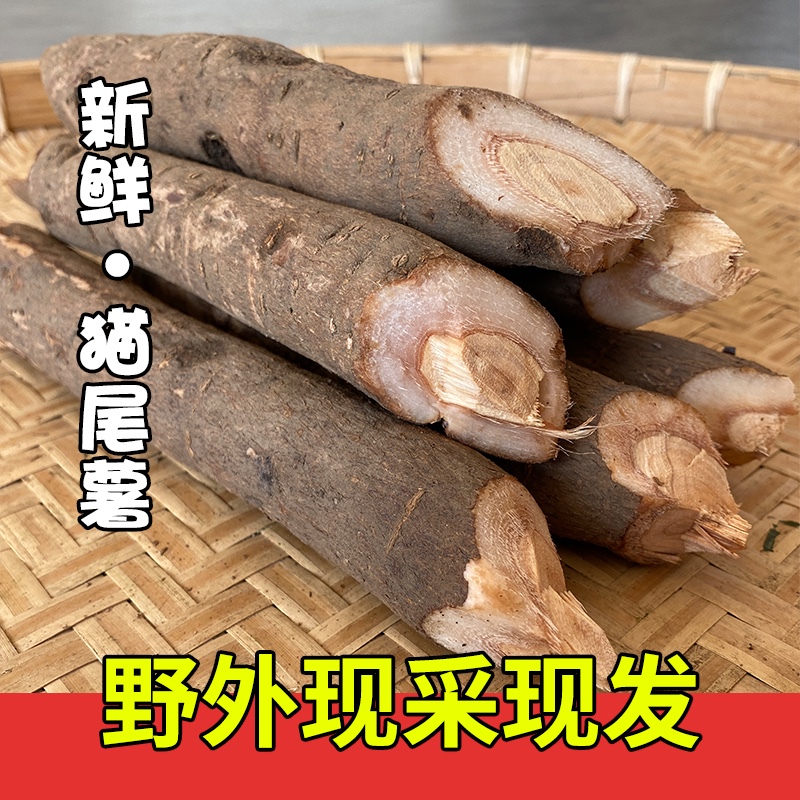 Fresh Cat's Tail Potato, Authentic Cat's Tail Cassava, Cat's Tail Tree Root, Tumor-Reducing Potato, Chinese Herbal Medicine Cat's Tail Potato