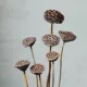8 True Seed Grod Lotus Puffs (смешанная длина)