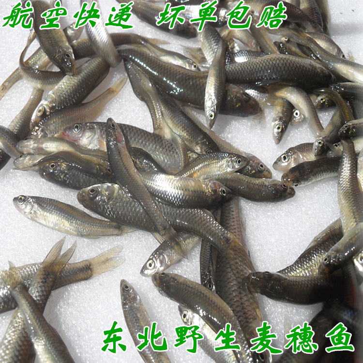Northeast Wild Wheat Ears Fish Small Miscellaneous Fish Freshwater Fish Cold Water Fish Fresh Small River Fish A 3 Catty Bag