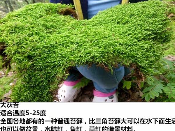 水陆缸雨林缸苔藓白发苔星星苔微景观大灰苔多肉100平分厘米批发 限时促销 苔藓 平分 水陆 雨林 景观途虎网