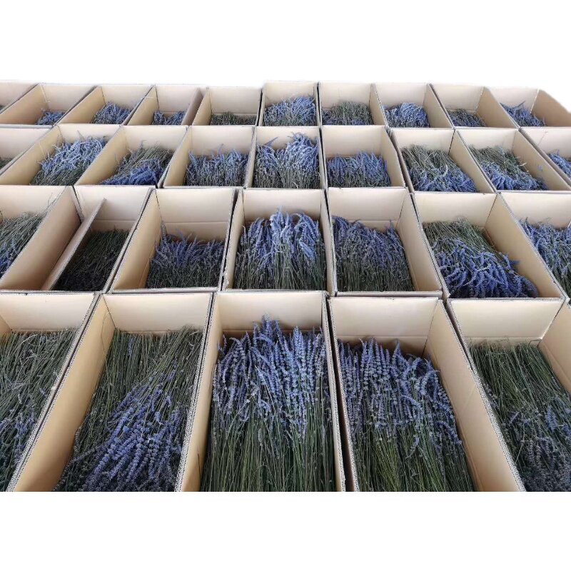 Lavender Dry Bouquet Bulk Flower Store Xinjiang Yili Bulk