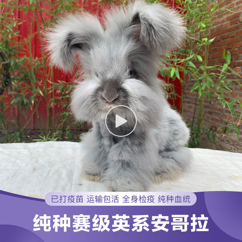 🎨英国进口安哥拉巨兔,让你的家充满温馨🐾-宠物-淘宝好物网