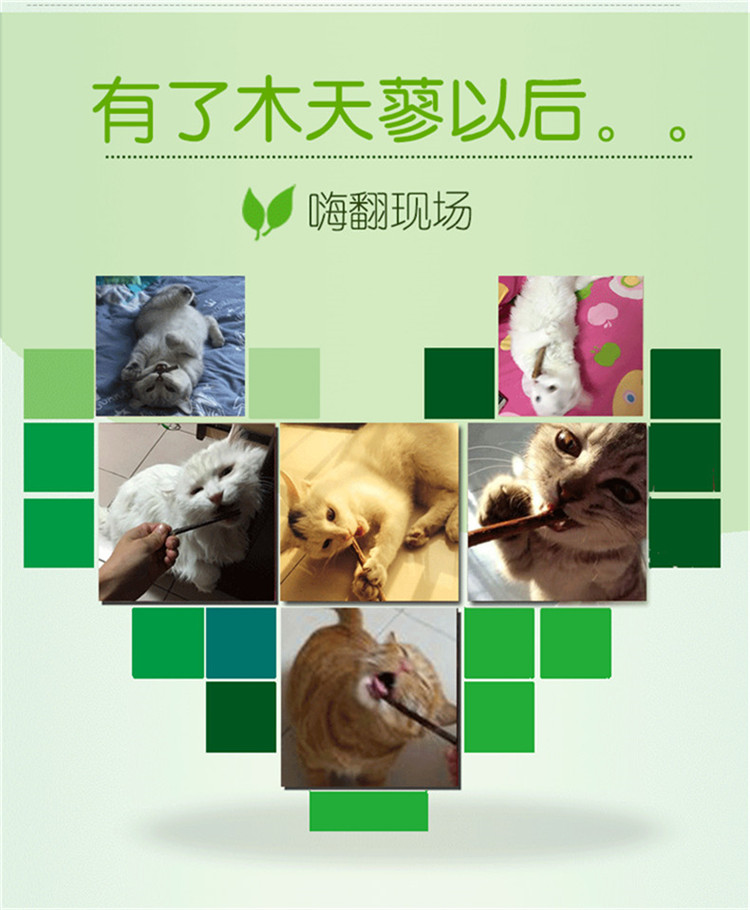 皇 宠物 棒 vào mèo ăn vặt gỗ tự nhiên 蓼 蓼 幼 猫 猫 调 调 hạt cho mèo con