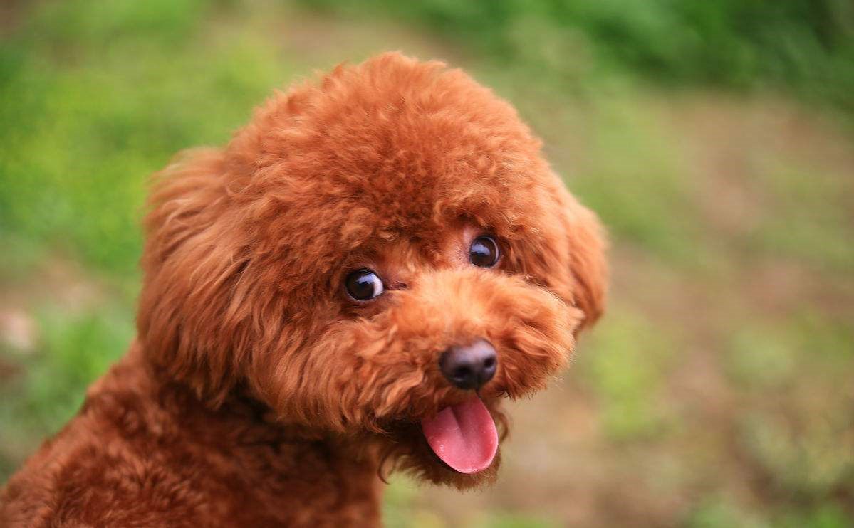 泰迪犬的嘴巴變紅 有這麼多的原因 淘寶海外