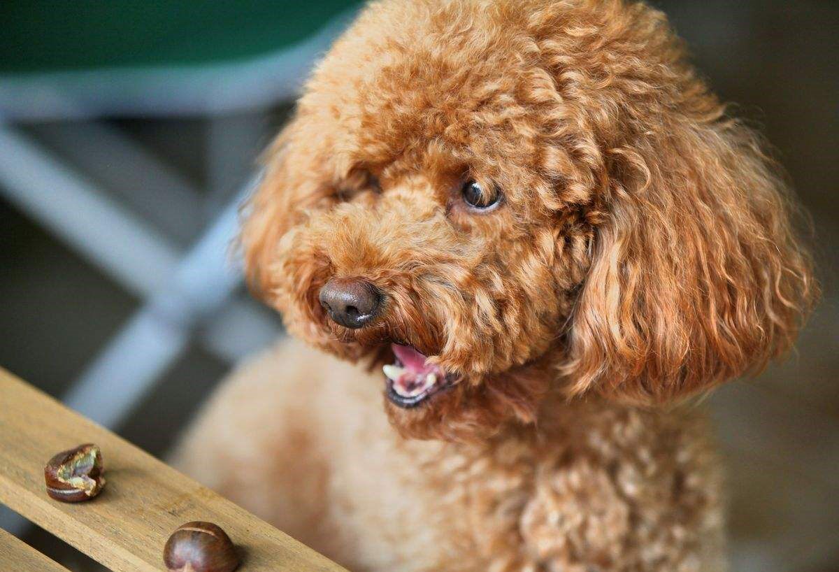 泰迪犬的嘴巴變紅 有這麼多的原因 淘寶海外