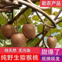 Wild macaque Peach Chic Exotic pregnant women now remove fresh fruit 5 catties of ripenes without fur kiwi fruit jam