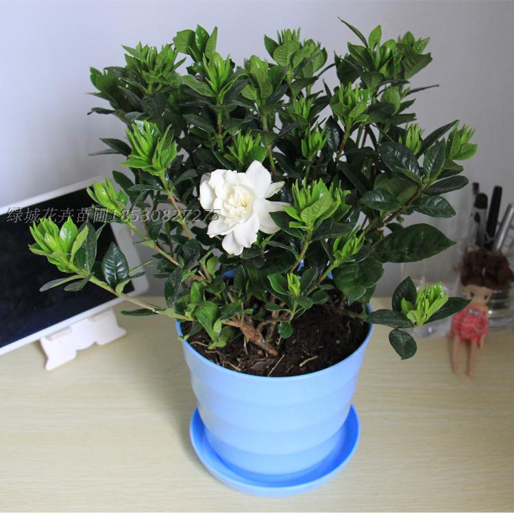 栀子花茉莉花带花苞大叶栀子花长寿花特香包邮吸甲醛花卉室内盆栽