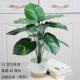 12 вилочный wannian (Baishi_ Nordic White Pot)