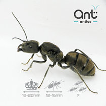 Ant China AntsChina | Indonesia Station | camel bow back ants Camponotus camelinus