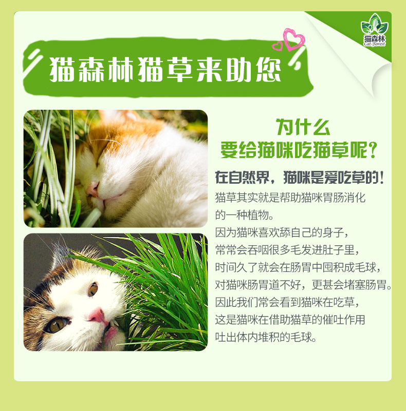Cat Forest Cat Grass Set Cat Mint Grass Trồng trong tóc Ball Cat Snack Hạt lúa mạch để xô đất - Đồ ăn nhẹ cho mèo hạt cho mèo con
