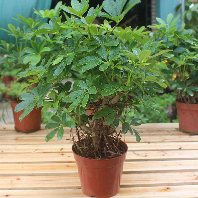 Seven Leaves Lotus Flower flower leaf duck foot wood duck palm wood big goose palm wood slim 7 leaves lotus grass strokes old pile eggs