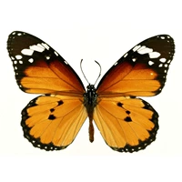 Золотой лезвие Die 6 см