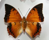 Хелабальная бабочка 7 см