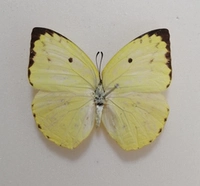 Huang Qian Pink Butterfly 6 см.