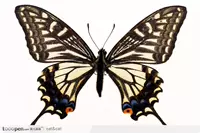 Флуоресцентная желтая цитрусовая бабочка 8см