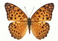 Little Leopard Tale Die 6 см.