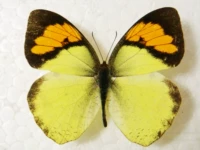 Оранжевая порошковая бабочка 6 см