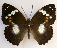 Бабочка тёплого коричневого цвета с белыми пятнами 8см.