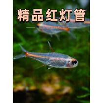Red light tube fish neon glass light fish transparent glass hairtail fish aquarium pet grass tank group hot swimming ornamental light fish