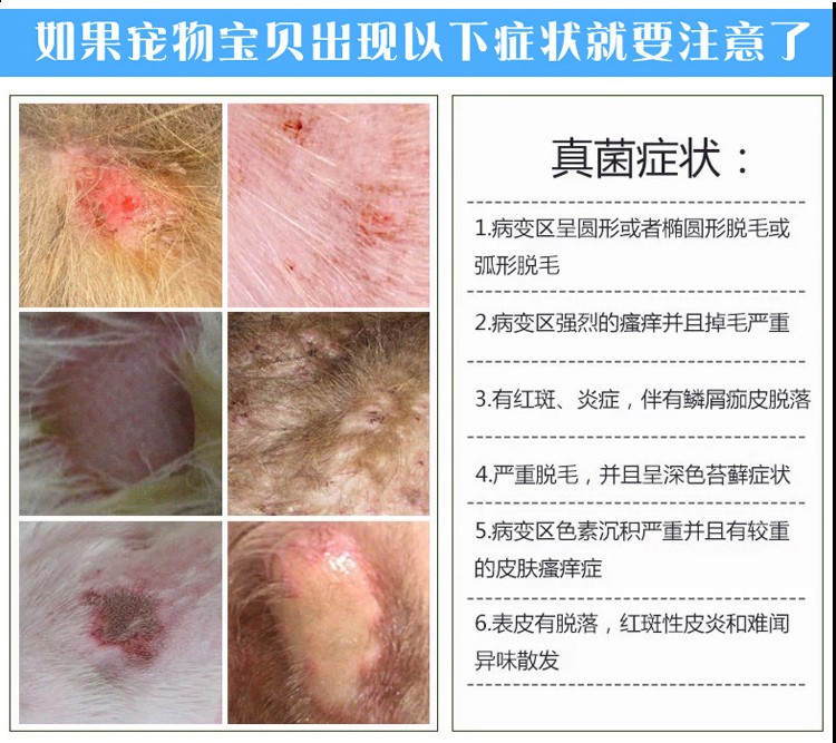 AKC y tế cao của Mỹ phải Wei kem da chó, chó, chó, rệp, nấm, phát ban đỏ, viêm da, da - Cat / Dog Medical Supplies kim tiêm cho chó