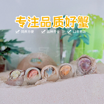 Land-based super-large strawberry short-wrist resident crab live fresh water crab live pet small watch crab bag