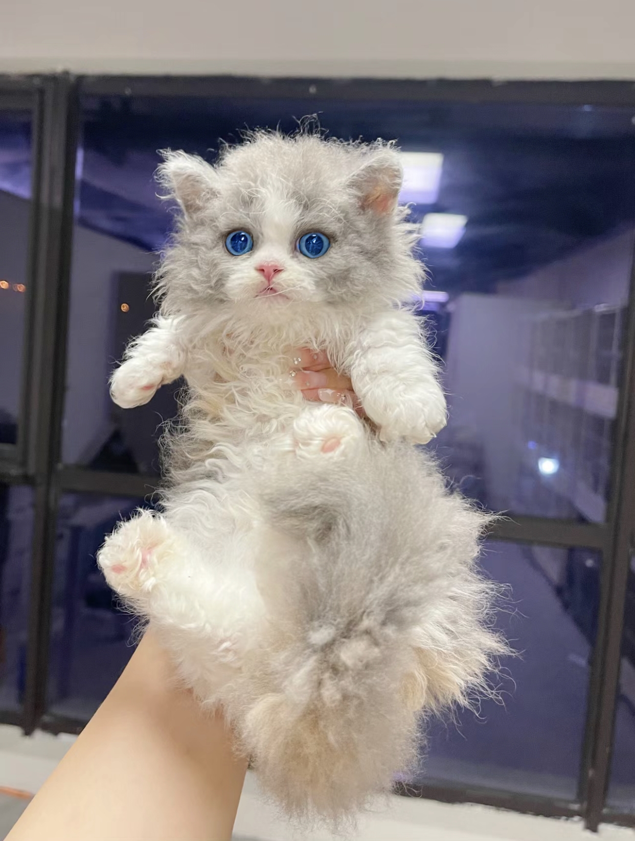 Saail Keke rolls hairy cat pure cones not to be hair double pedigi sheep lamb pure breed racing class blue and white young kitty living-Taobao