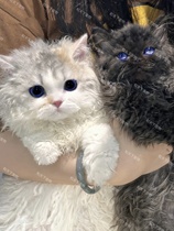 Sakike curly stuffed cat pure concolades with no hair double pedigi sheep lamb pure breed racing class blue and white young kitty living