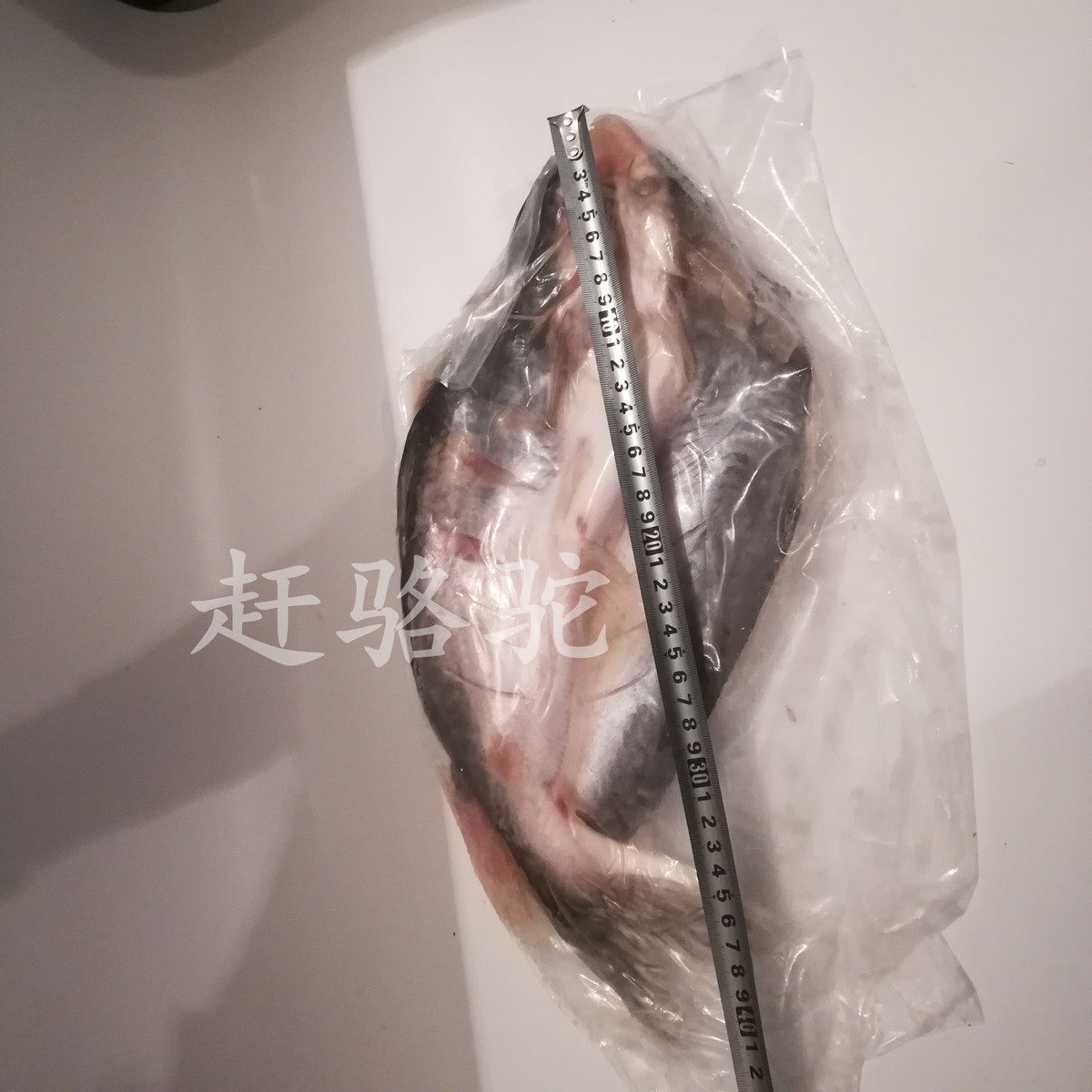 Open back Megongfish Longley fish net 20 catfish 11 Basha fish open back Mangyu fish Dharangyu Multi-Province