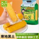 辰旭稼禾！东北黄糯玉米250g*8棒