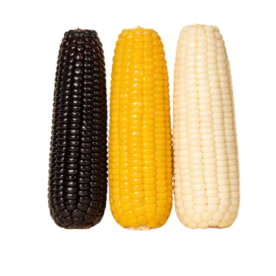（非转基因）内蒙敖汉旗软糯香甜白玉米黑玉米黄玉米  核心产区6