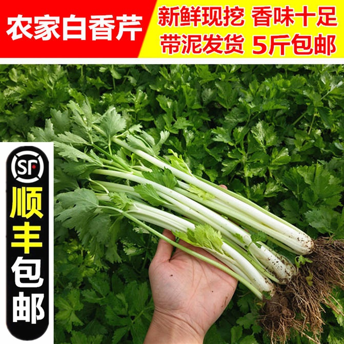 (SF) Farmhouse grows fresh white celery, water celery, tender celery, white stalk celery, fresh vegetables 5 catties