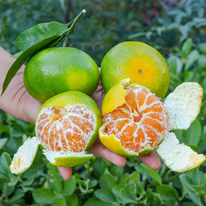 (SF) Farmhouse picks tangerines, green peels, oranges, sweet and sour oranges, ponkan, fresh pregnant women's fruit 5 catties