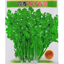 Large-leaf coriander seeds Salt whisker coriander Heat-resistant cold-resistant vegetable seeds Lvfeng garden spring and autumn Four Seasons original species 15 grams 30 grams