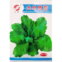 Chrysanthemum chrysanthemum seeds cold-resistant chrysanthemum Artemisia dwarf leaf seeds spring and autumn season sown 10 grams and another 200 grams of large Bao