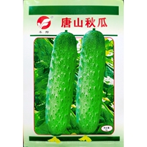 Tangshan autumn melon seeds short fat small cucumber cucumber seeds vegetable seeds summer autumn original 3 grams about 70 grains